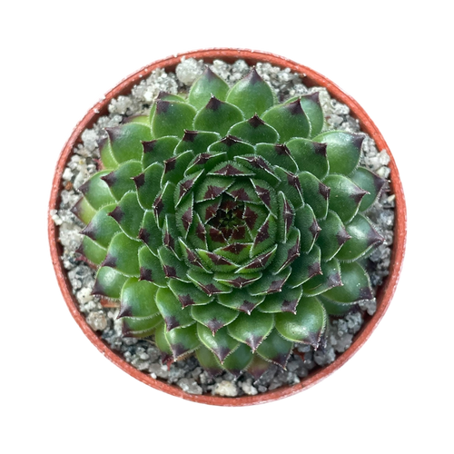 センペルビウム 'パッショナータ' – Surreal Succulents