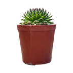 Sempervivum 'Reinhardt'