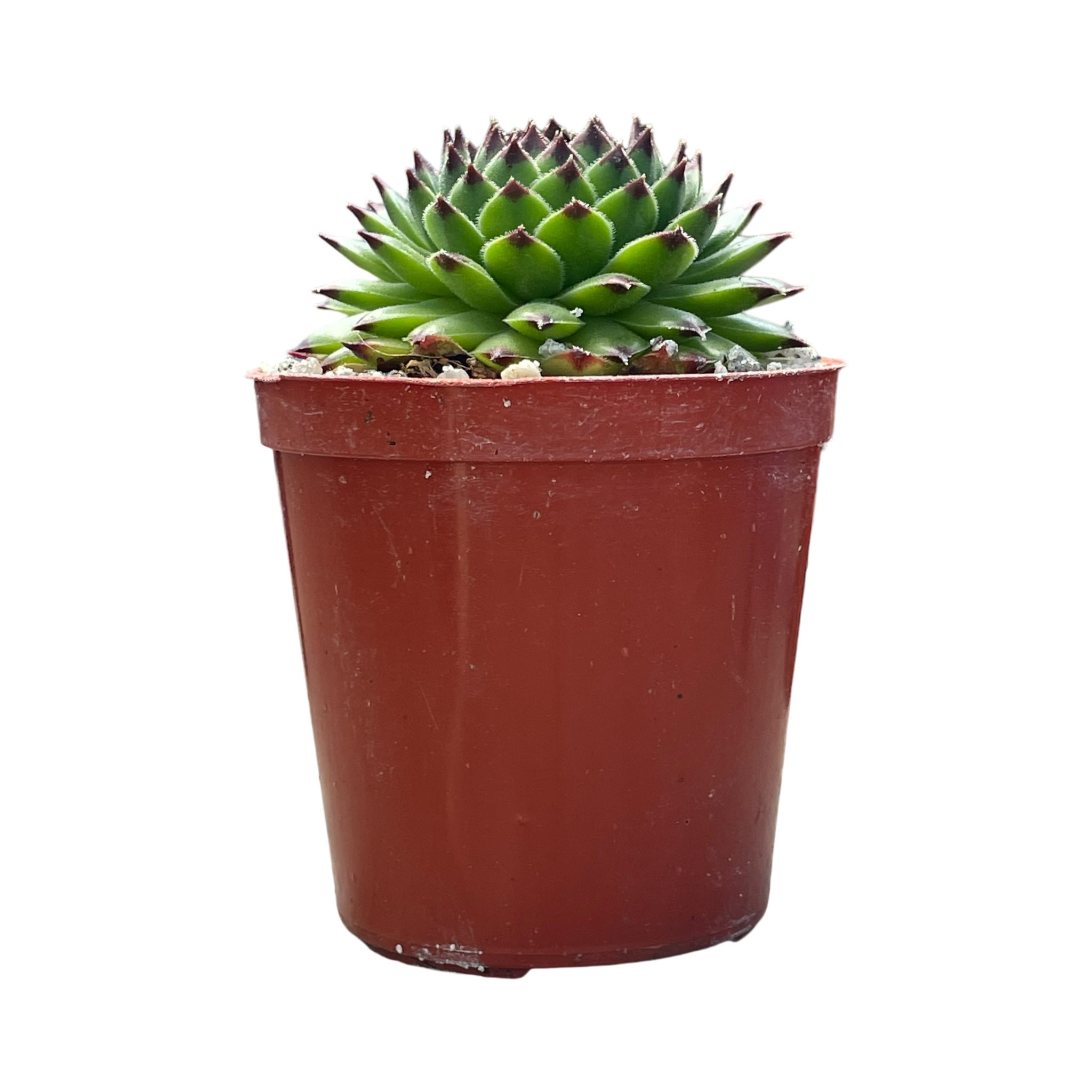 Sempervivum 'Reinhardt'