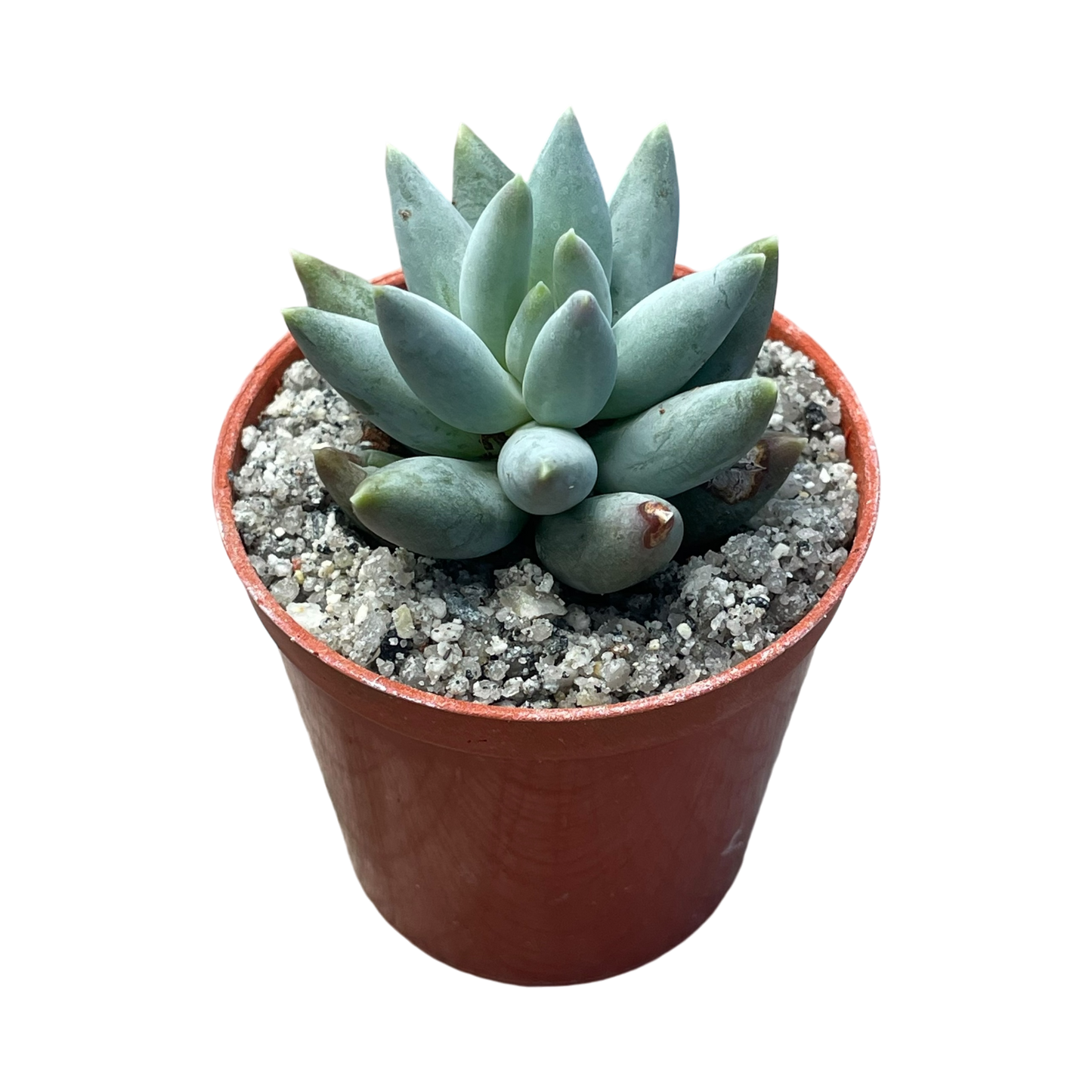 Pachyphytum coeruleum