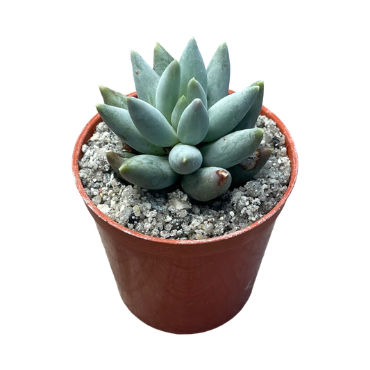 Pachyphytum coeruleum