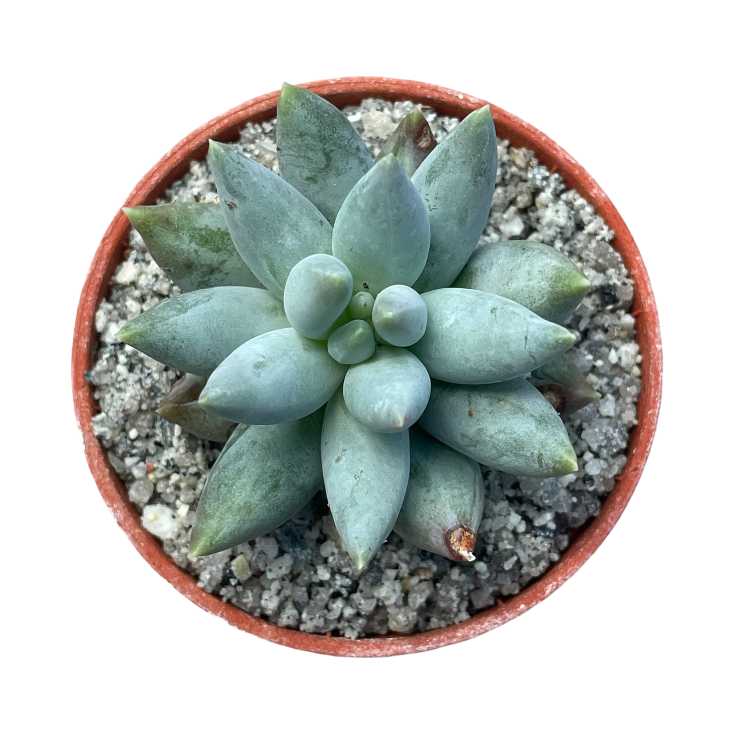 Pachyphytum coeruleum