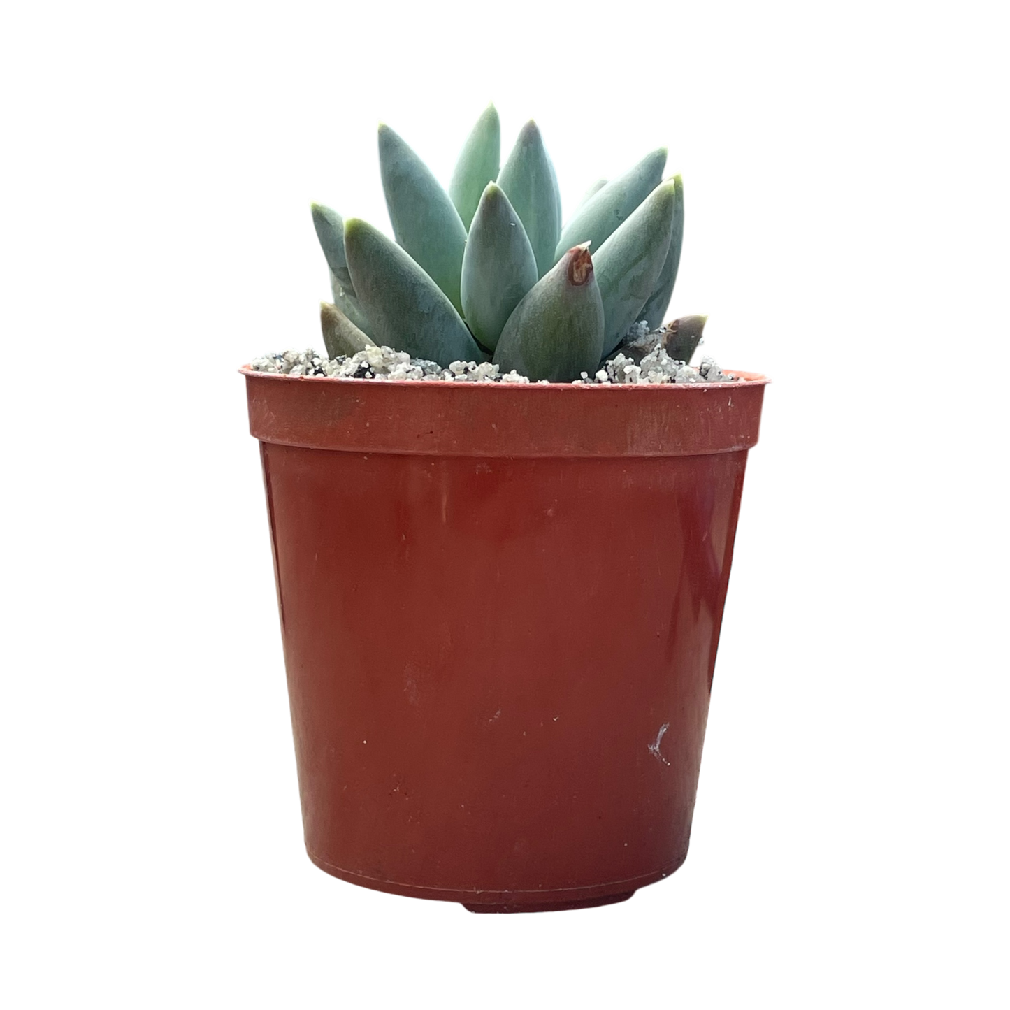 Pachyphytum coeruleum