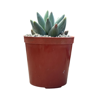 Pachyphytum coeruleum