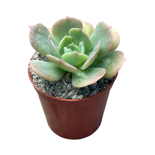 Echeveria 'Texas Rose'