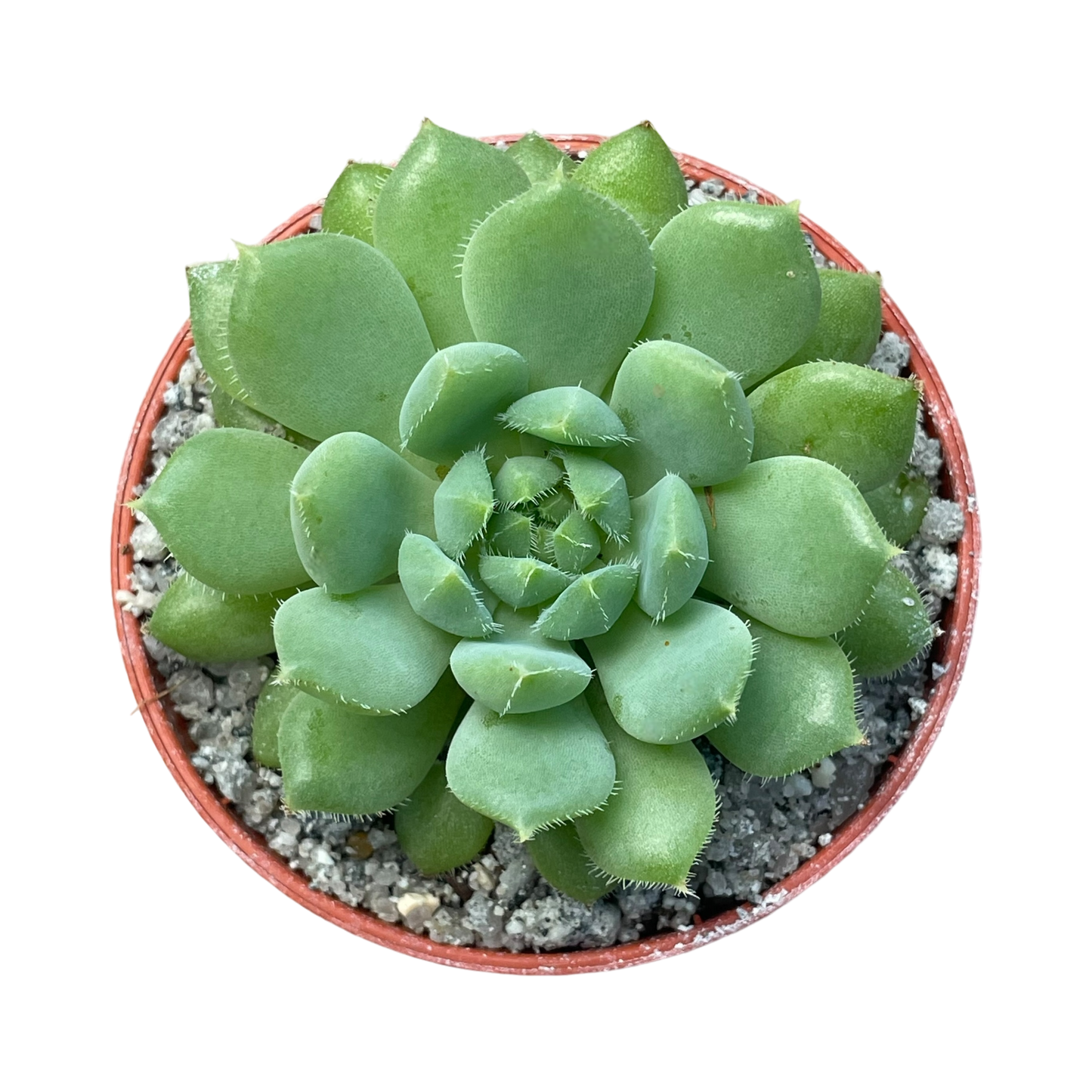 Echeveria 'Galaxy Starlet'