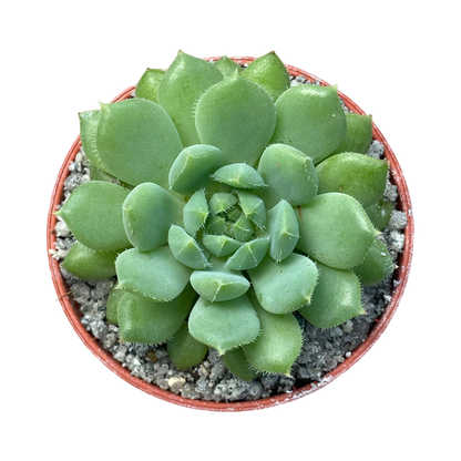 Echeveria 'Galaxy Starlet'