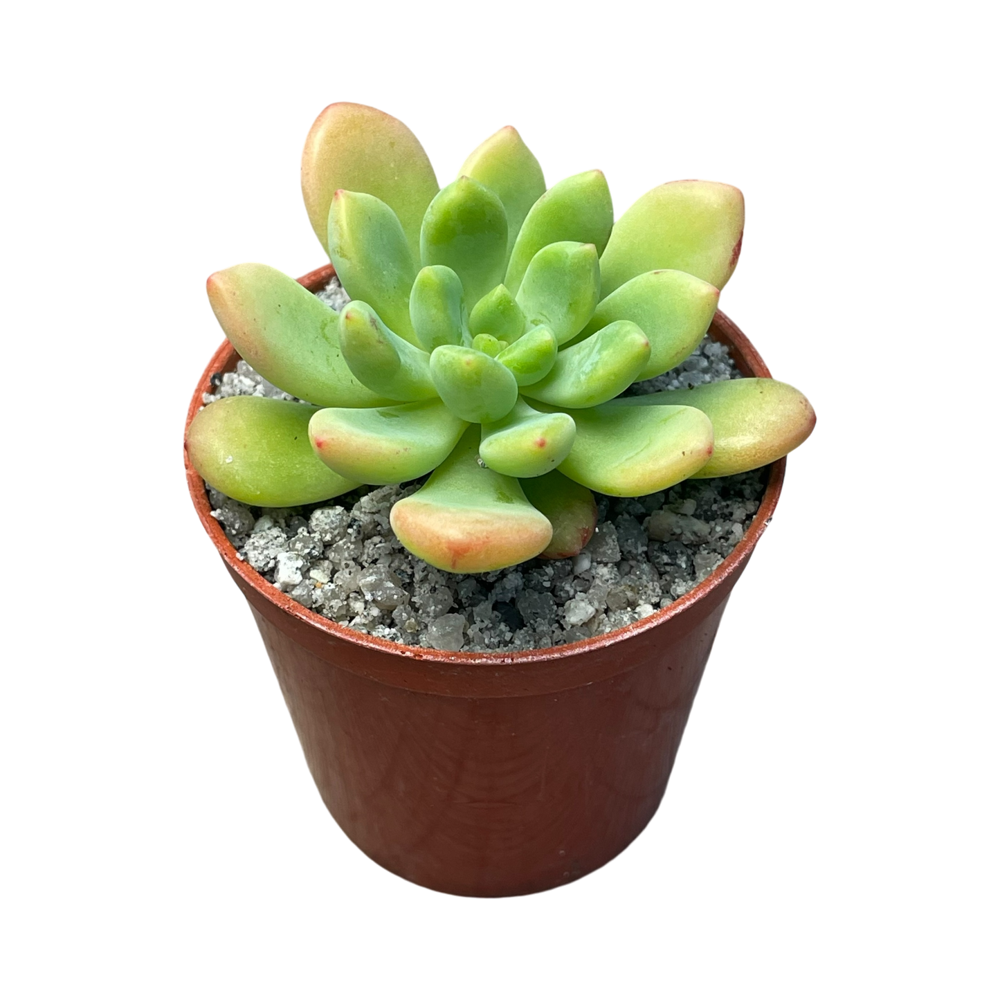 Echeveria vanvlietii