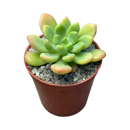 Echeveria vanvlietii