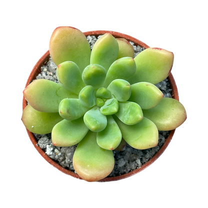 Echeveria vanvlietii