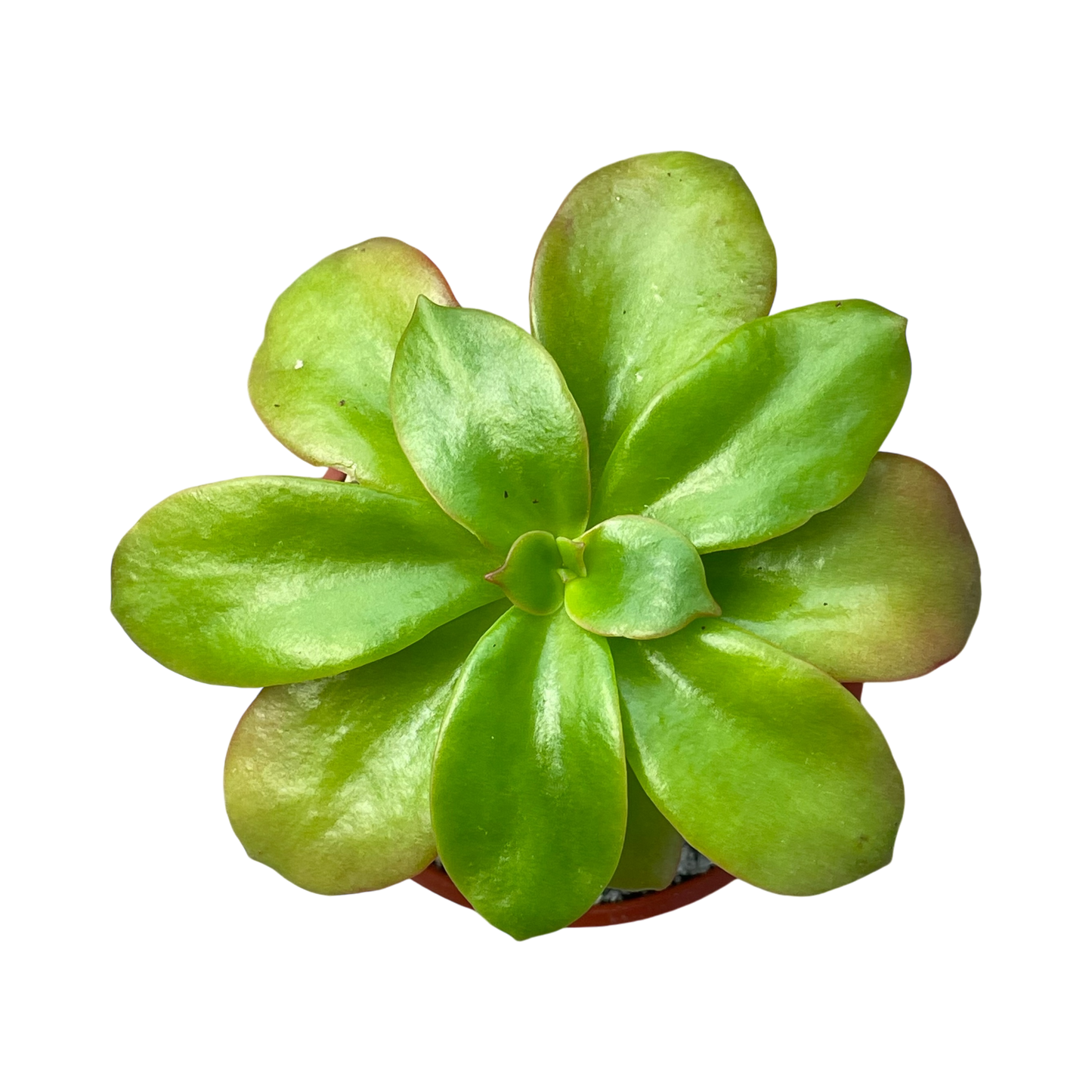 Echeveria montana