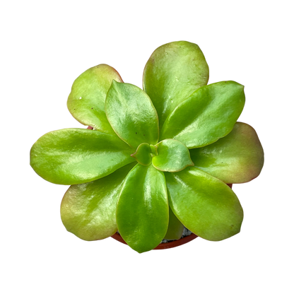 Echeveria montana