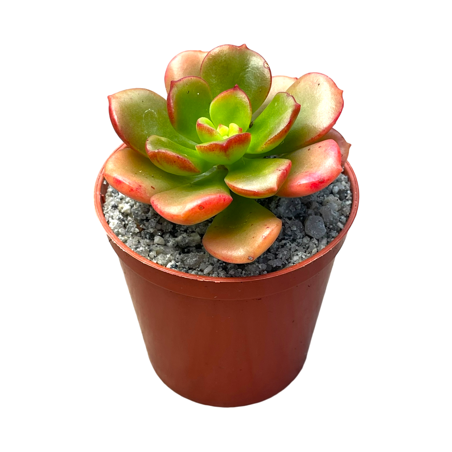 Echeveria multicaulis