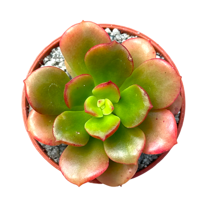 Echeveria multicaulis