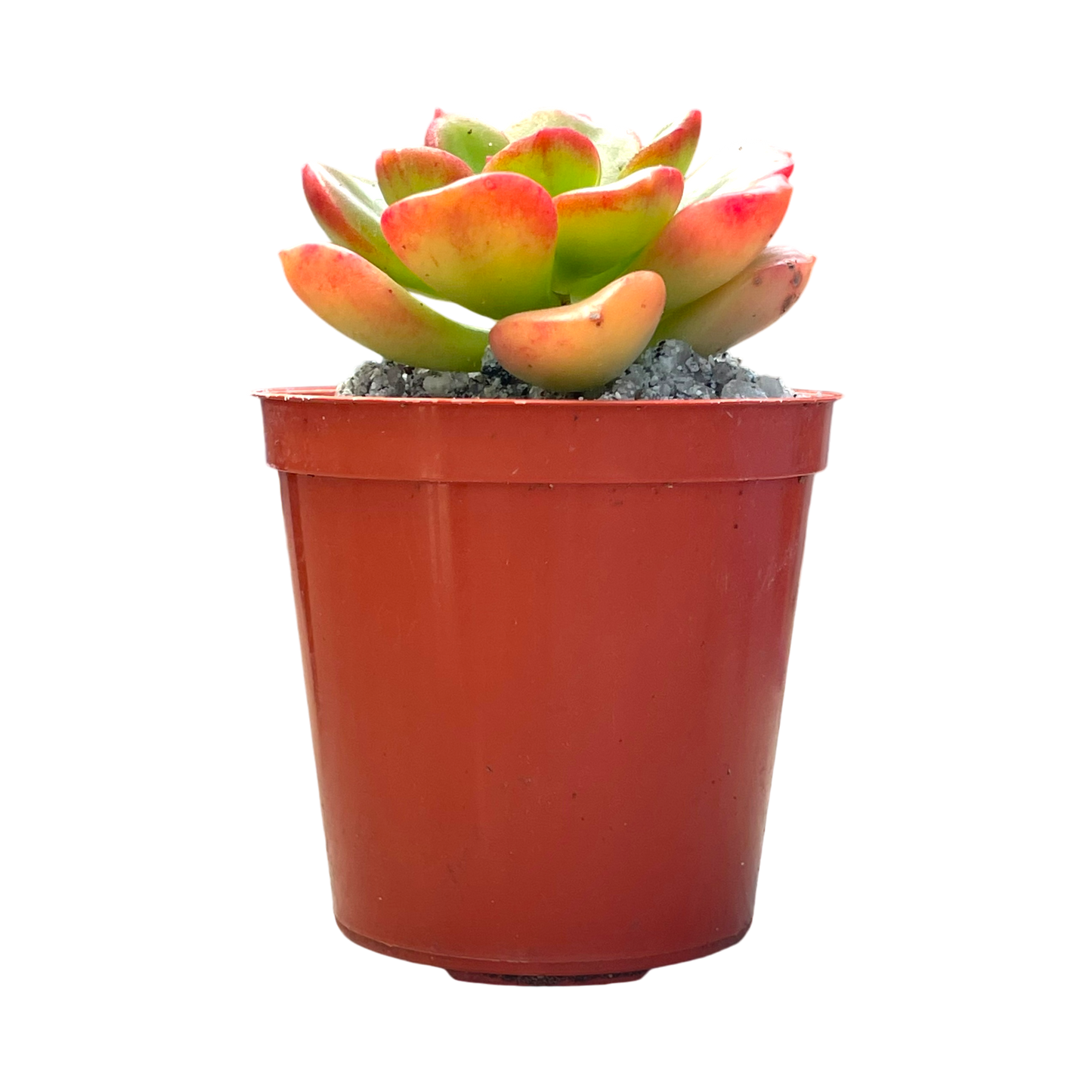 Echeveria multicaulis