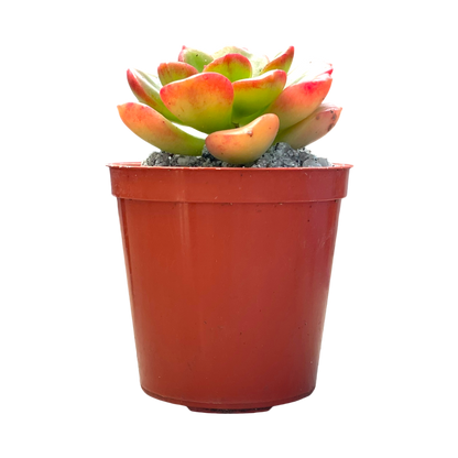 Echeveria multicaulis