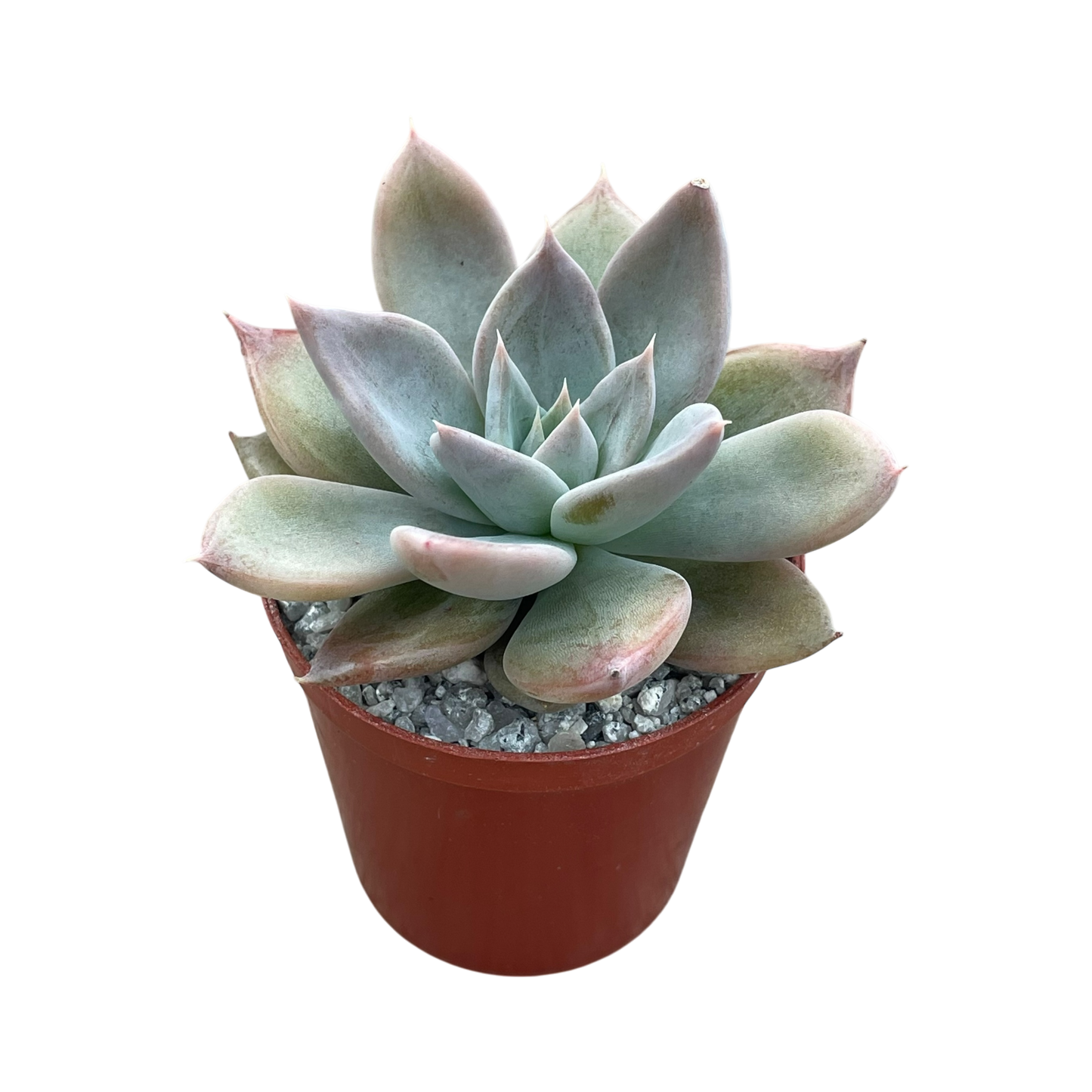 Echeveria 'Silver Queen'