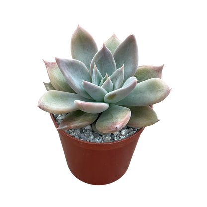 Echeveria 'Silver Queen'