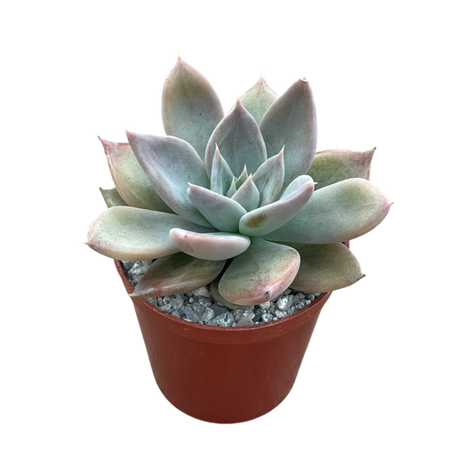 Echeveria 'Silver Queen'