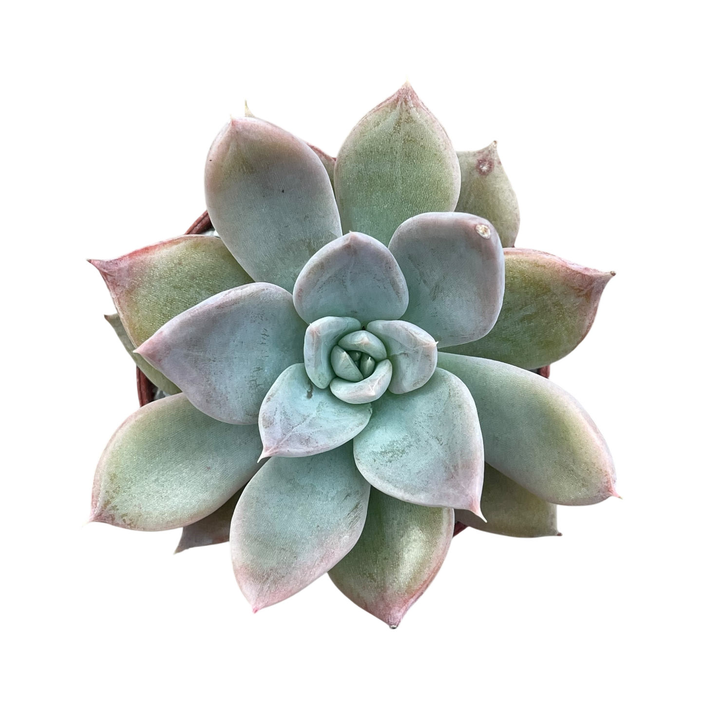 Echeveria 'Silver Queen'