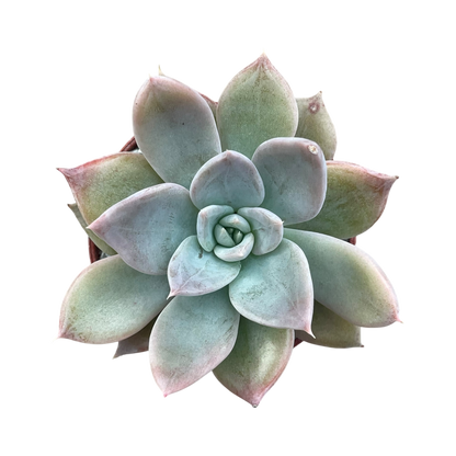 Echeveria 'Silver Queen'