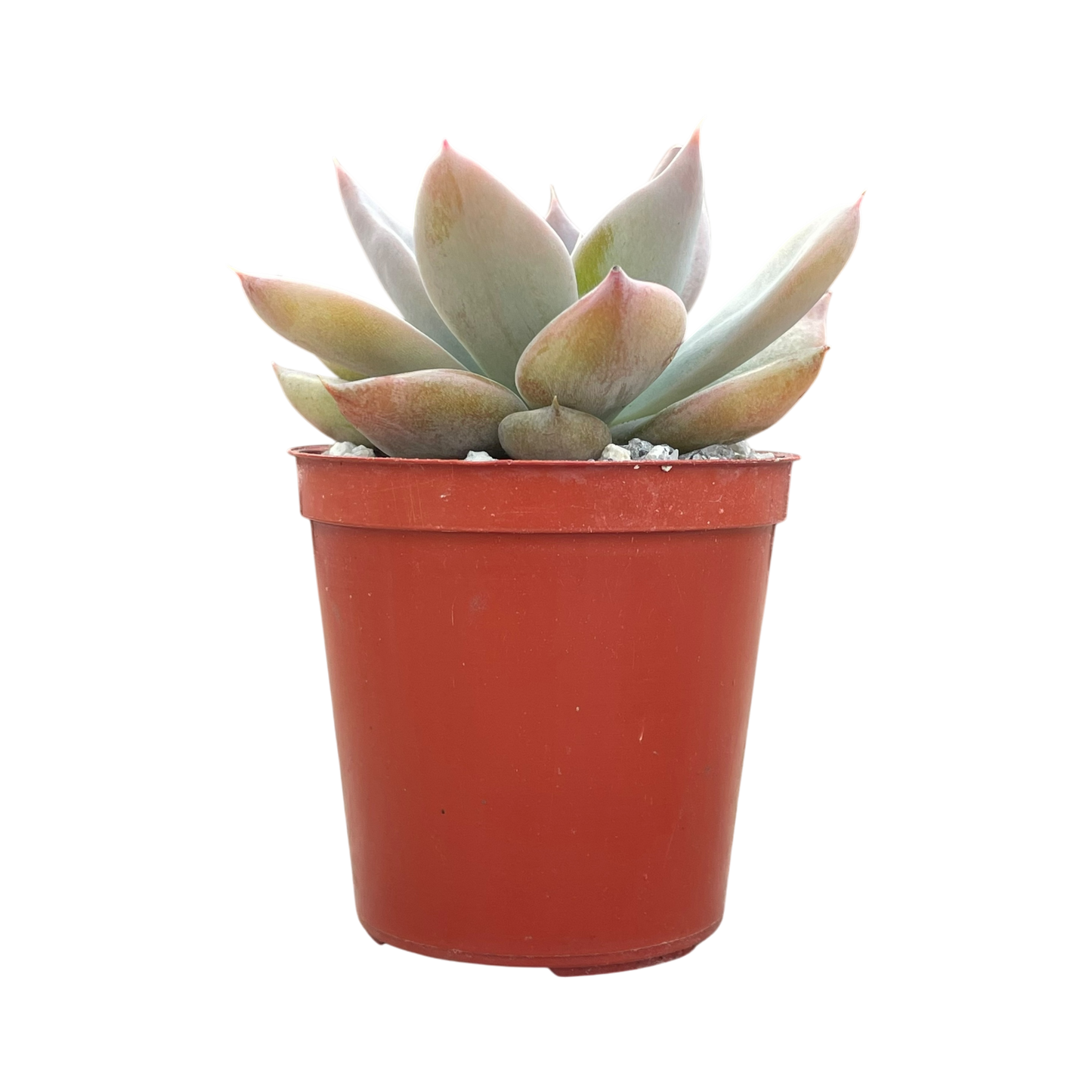 Echeveria 'Silver Queen'