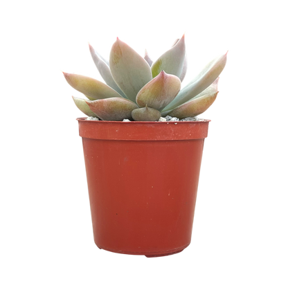 Echeveria 'Silver Queen'