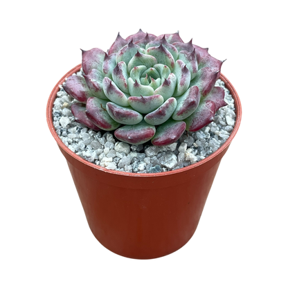 Echeveria 'Sara Himebotan'