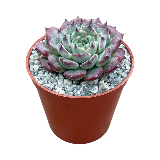 Echeveria 'Sara Himebotan'