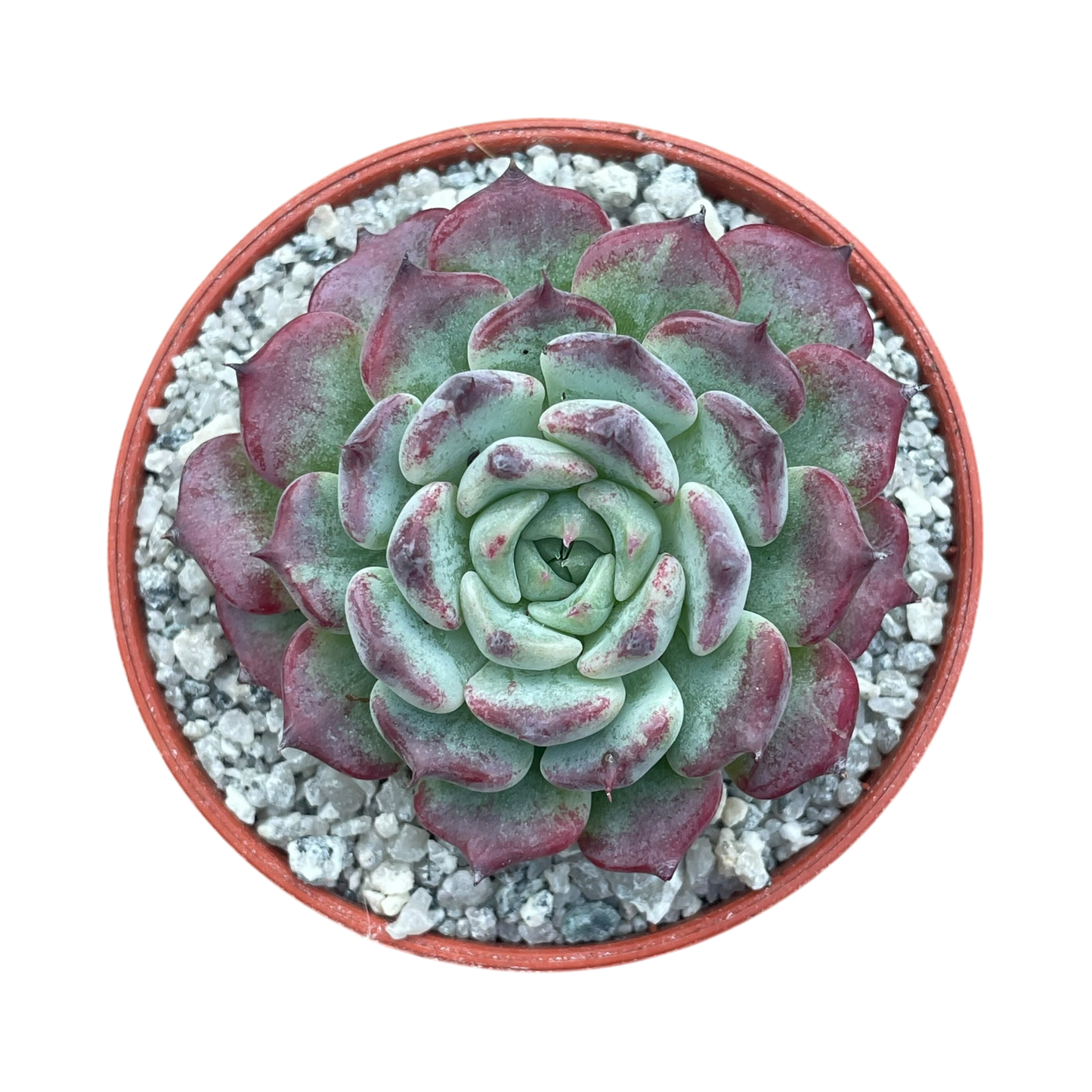 Echeveria 'Sara Himebotan'