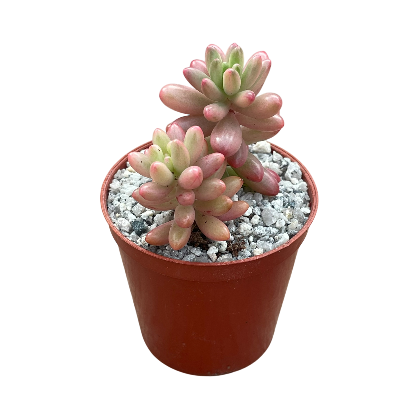 Sedum x rubrotinctum variegatum