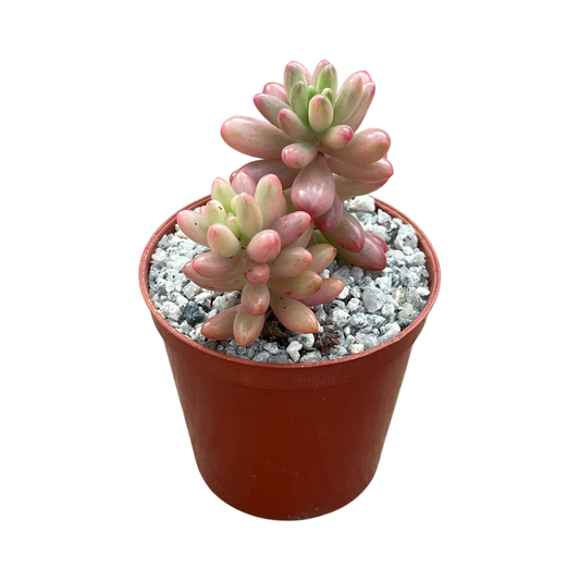 Sedum x rubrotinctum variegatum