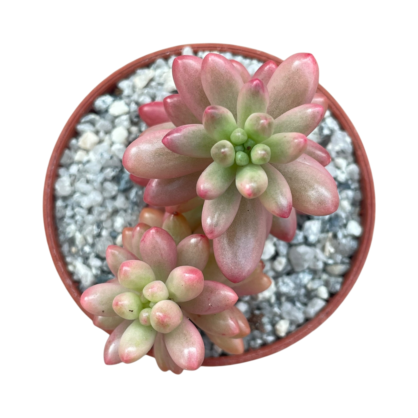 Sedum x rubrotinctum variegatum