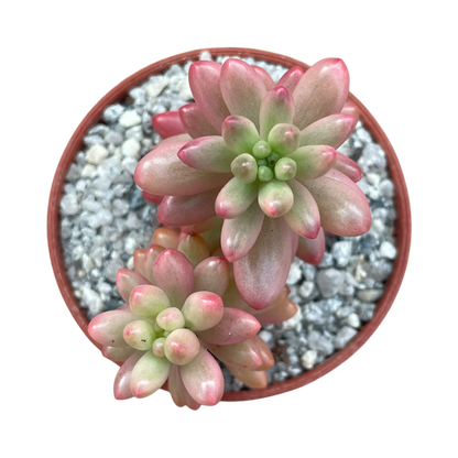 Sedum x rubrotinctum variegatum