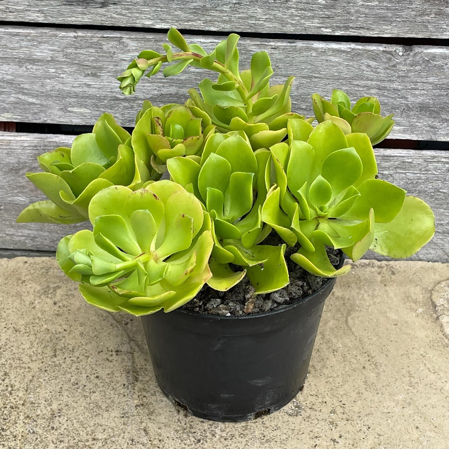 Aeonium glutinosum