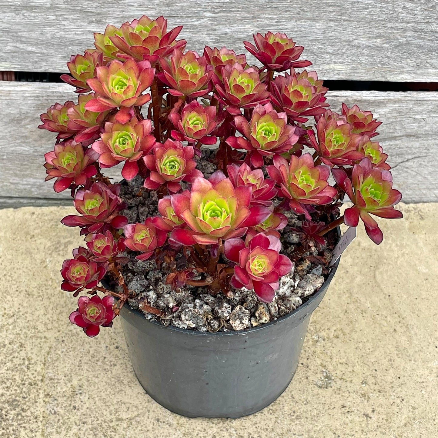 Aeonium 'Plum Thumb'