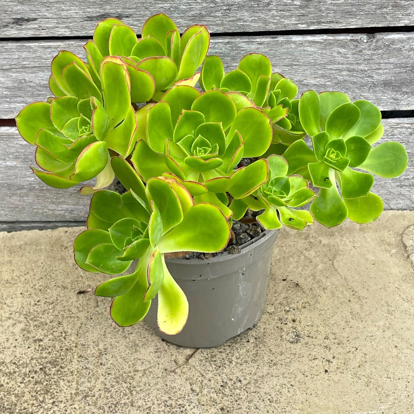 Aeonium 'Saturn'