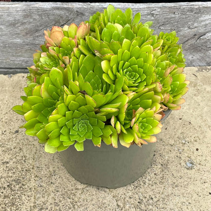 Aeonium 'Cupcake'