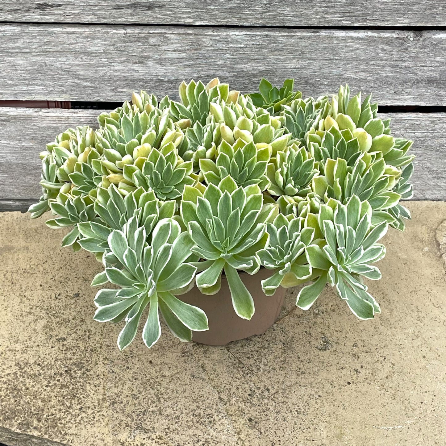 Aeonium goochiae 'Ballerina'