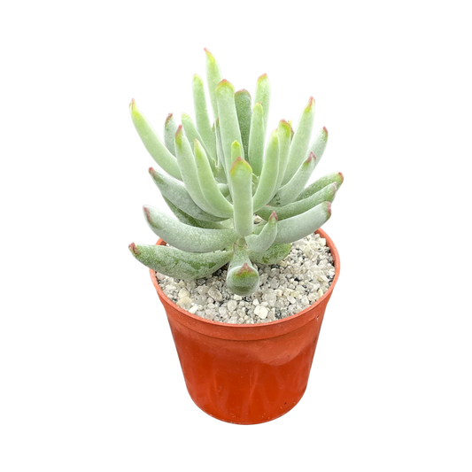 Cotyledon orbiculata var. flanaganii