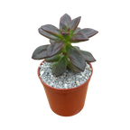 Echeveria compressicaulis