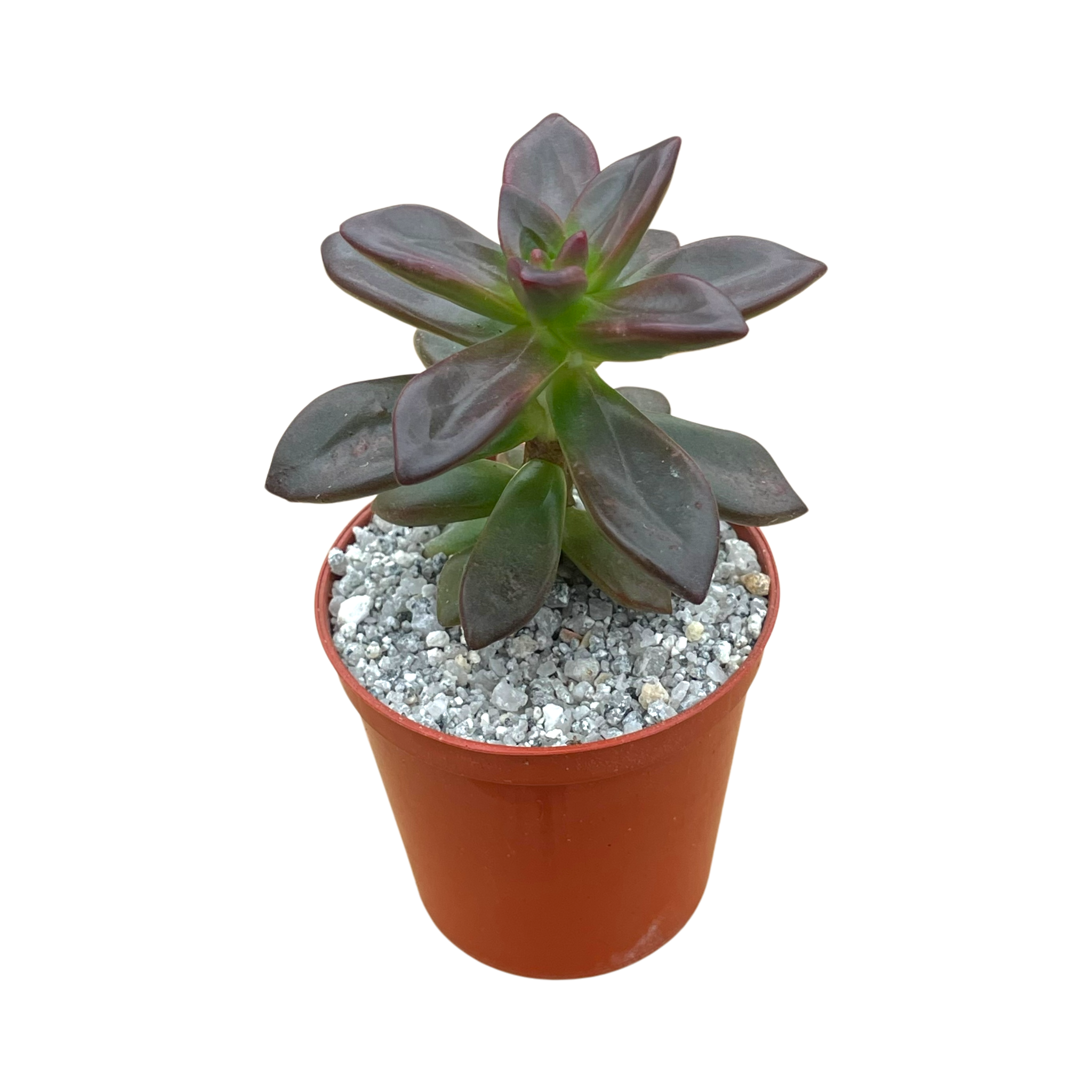 Echeveria compressicaulis