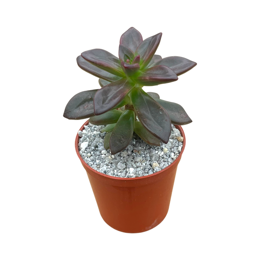 Echeveria compressicaulis