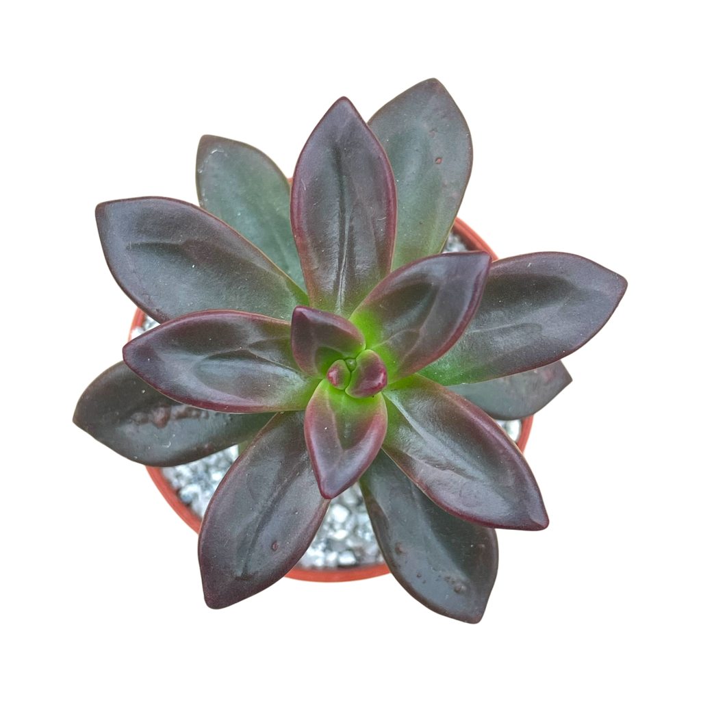 Echeveria compressicaulis