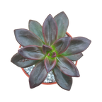 Echeveria compressicaulis