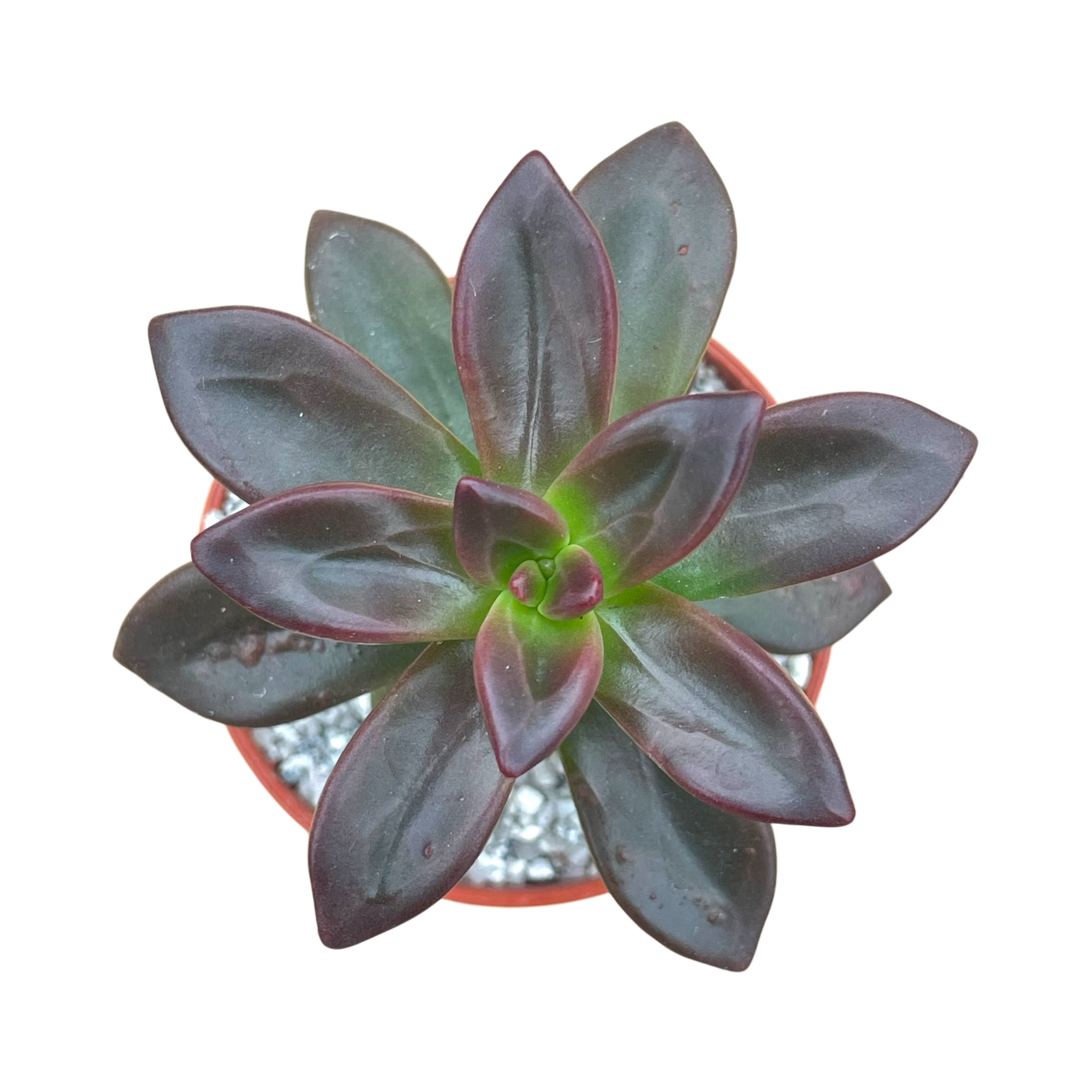 Echeveria compressicaulis