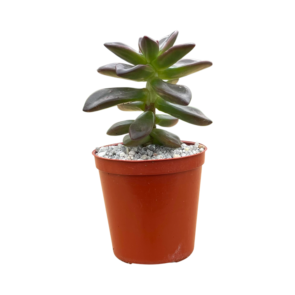 Echeveria compressicaulis