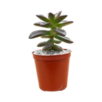 Echeveria compressicaulis