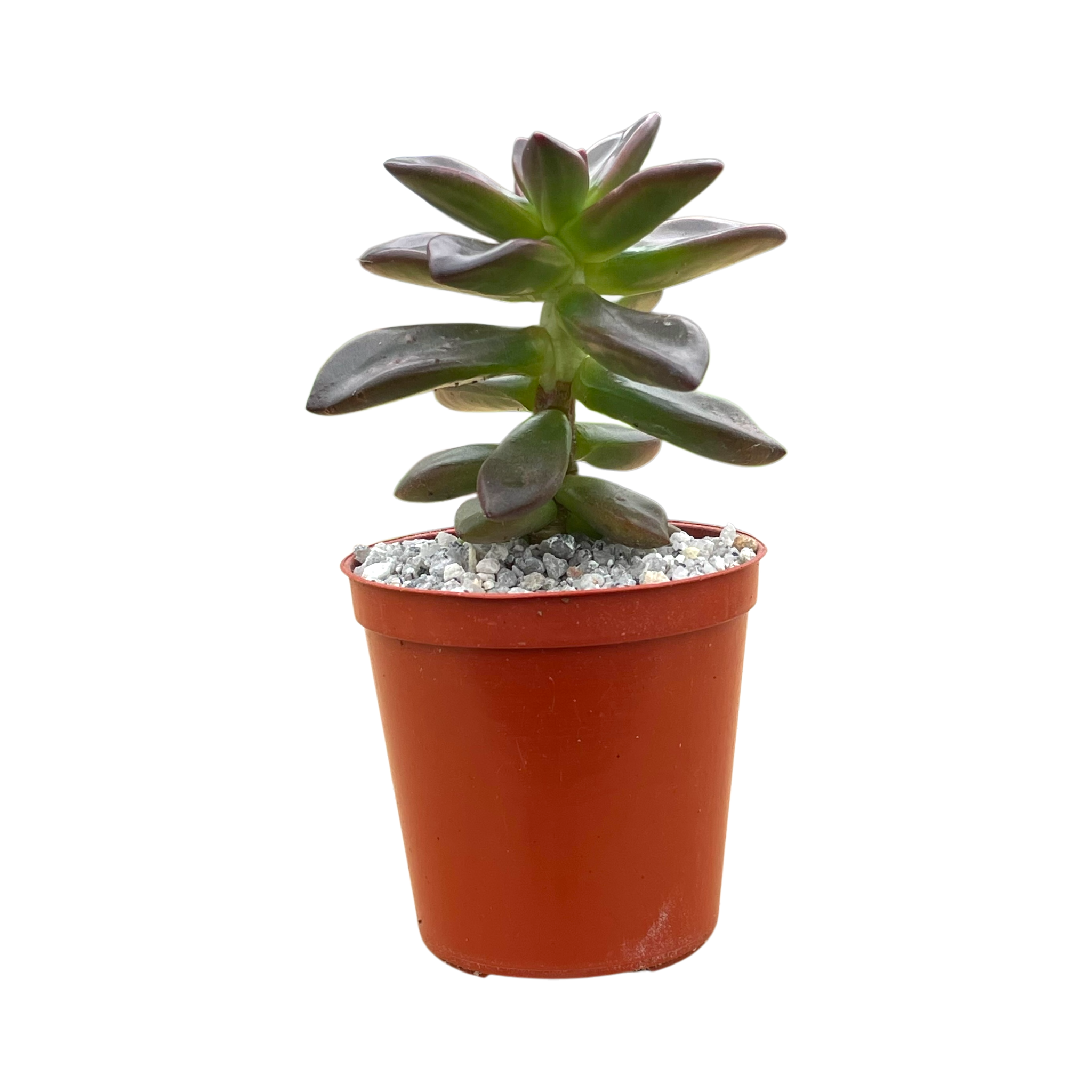Echeveria compressicaulis