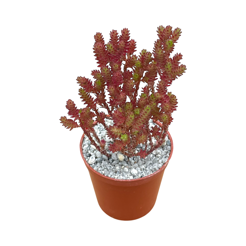 Sedum moranense